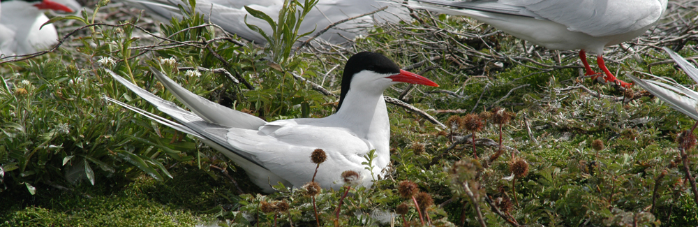 SOUTH AMERICAN TERN Sterna hirundinacea 